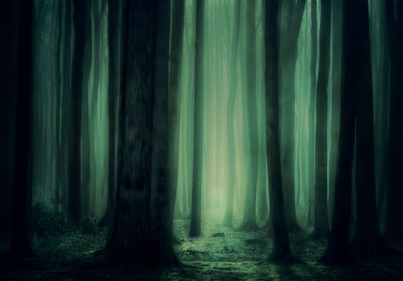 Fantasy forest